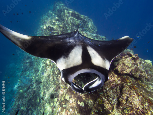 Giant Manta ray on getting cleaned on cleaning station on a coral reef ridge. photo