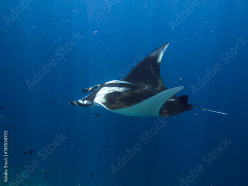 Giant Manta ray swimming with its cephalic lobes rolled up and sun rays beaming down