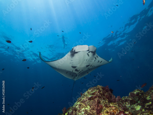 Giant Manta ray from below, getting cleaned on a cleaning station, with a snorkeler in the background and sun rays beaming down from top left corner
