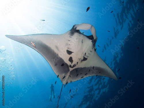 Giant Manta ray from below with a snorkeler in the background and sun rays beaming down from top left corner © Magnus