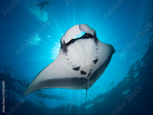 Giant Manta ray from underneath blocking out sun with a snorkeler on the surface. © Magnus