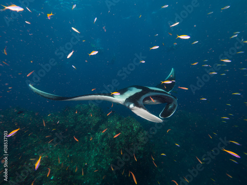 Giant Manta ray swimming with a school of fish in the foreground.