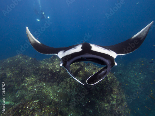 Giant Manta ray towards the camera on a coral reef ridge with a diver with white fins in the background	