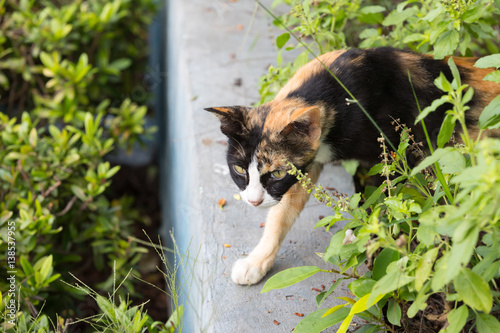 ginger cat in the bushes