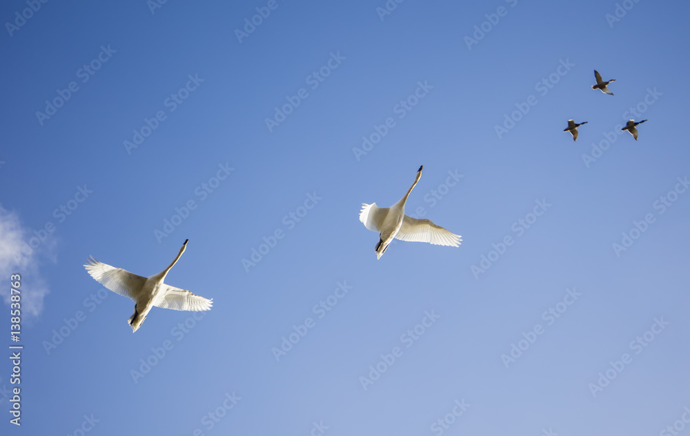 two white swans flying above in blue sky 