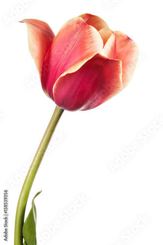 Isolated tulip flower on a white background