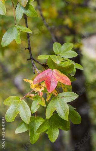 Foliage of Montpellier Maple, Acer monspessulanum, Photo taken in Guadalajara Province, Spain. photo