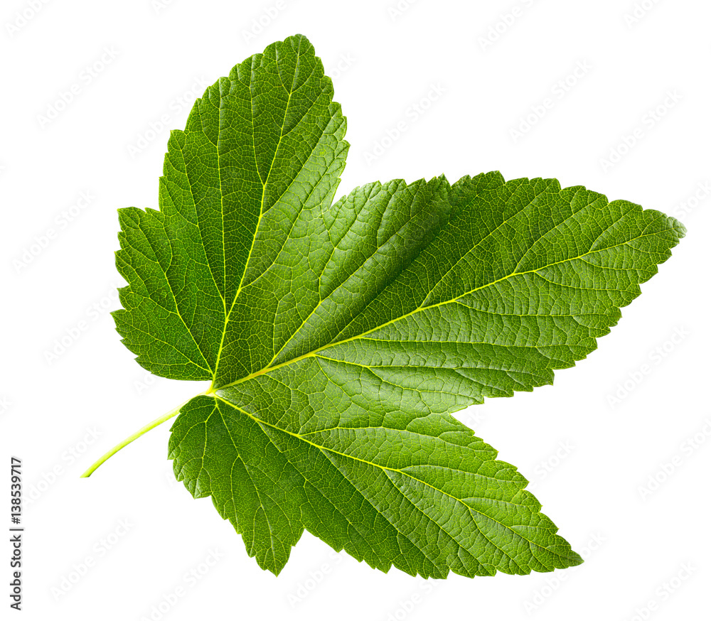 Fototapeta premium Currant leaf isolated