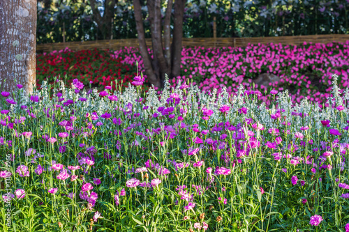 Fototapeta Naklejka Na Ścianę i Meble -  Dianthus chinensis (Sweet William flower ) in garden