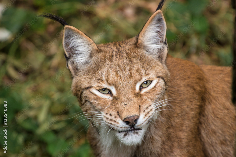 Luchs Luchs