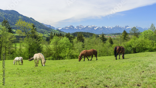 Pferde grasen auf einer Koppel am Alpenrand © ARochau