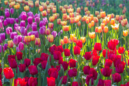 Fototapeta Naklejka Na Ścianę i Meble -  all tulips in the garden.