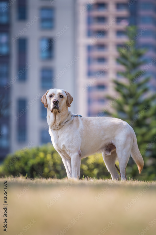 The Labrador retriever playing on the grass The Labrador retriever playing on the grass
