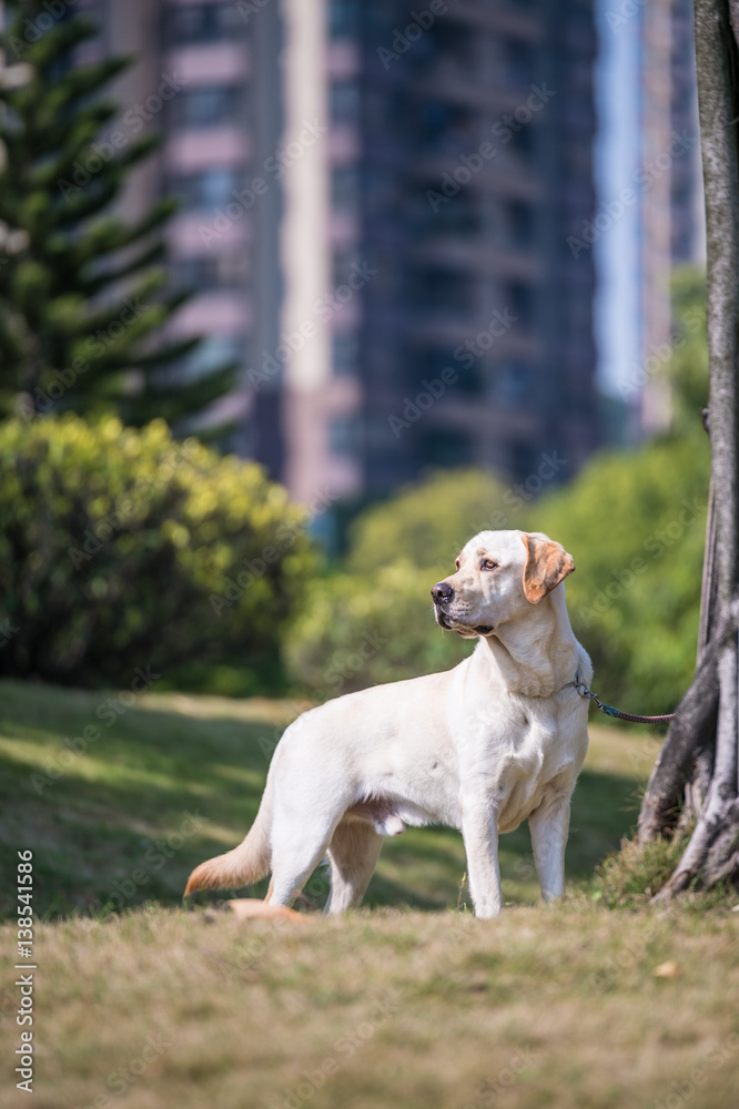 The Labrador retriever playing on the grass