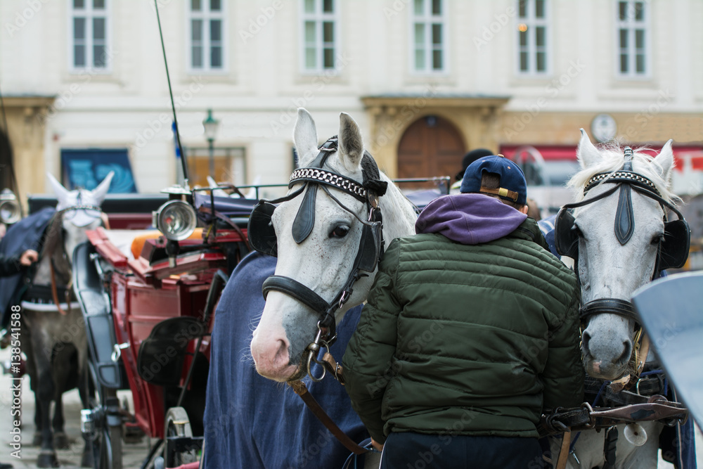 Traditional travel on a trip with horse carriage ride in the center of Vienna Traditional travel on a trip with horse carriage ride in the center of Vienna