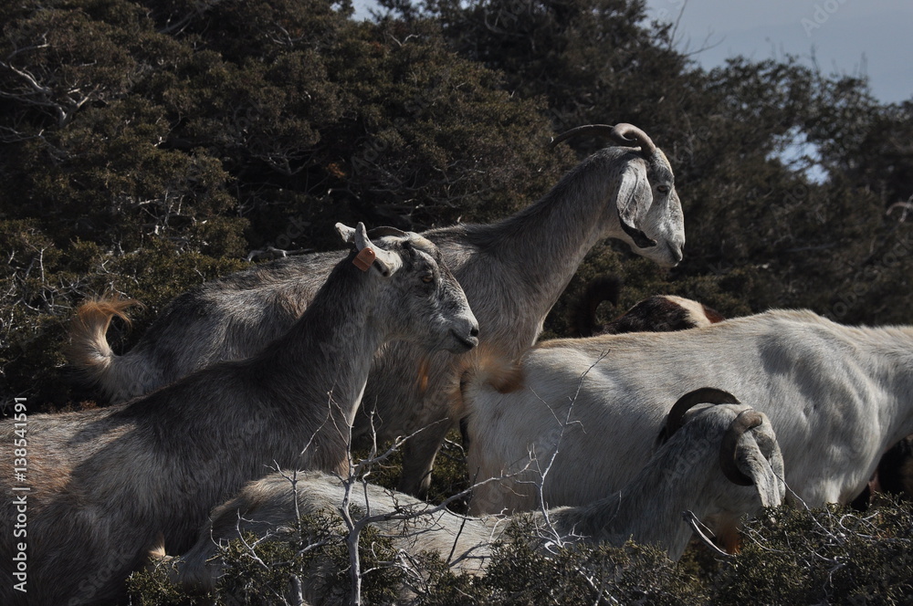 Goats grazing on the hills in the national park Akamas in Cyprus Goats grazing on the hills in the national park Akamas in Cyprus