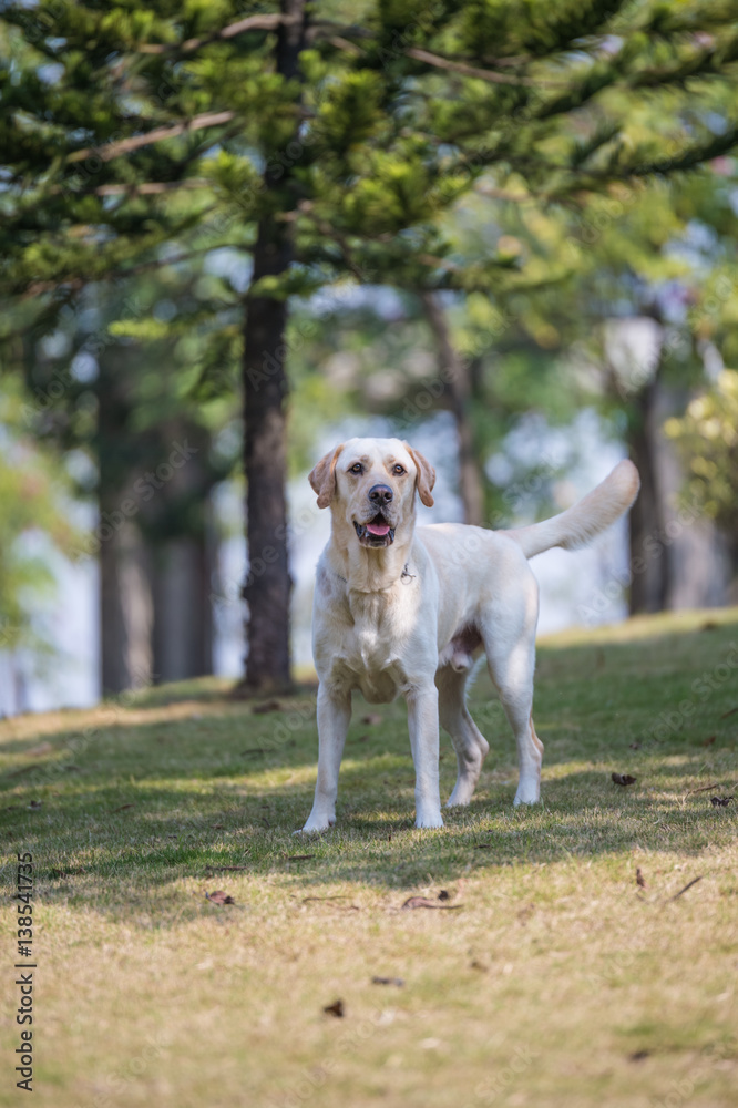 The Labrador retriever playing on the grass The Labrador retriever playing on the grass