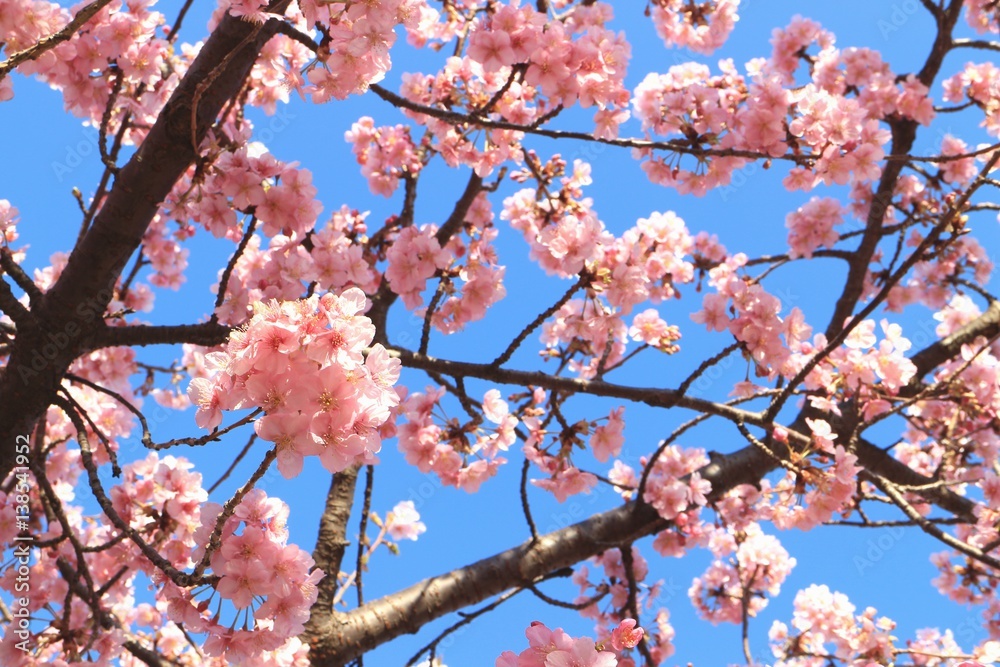 満開の河津桜を見上げて