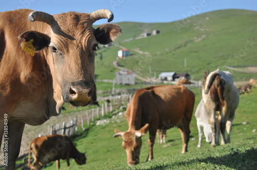Grazing cows in Georgia. Lesser Caucasus. Seasonal village high in the mountains.