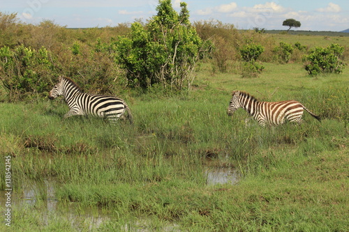 Two zebras crossing a puddle in Kenya