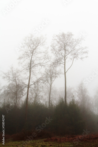 English woodland on a foggy misty morning