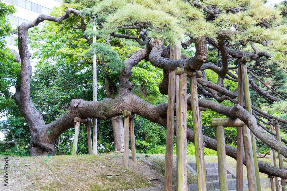 Fototapeta premium Park in Japan