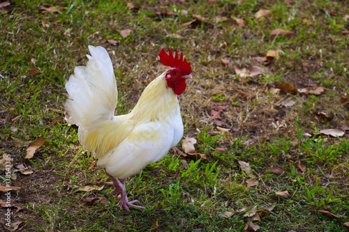 Bantam chicken is in the field.A bantam (Indonesian: Ayam kate) is a small variety of poultry, especially chickens. Etymologically, the name bantam is derived from the city of Bantam photo