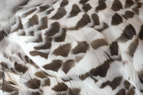 Details of owl's wing, Closed up details of snowy owl's wing features. Texture and pattern for animal background photo