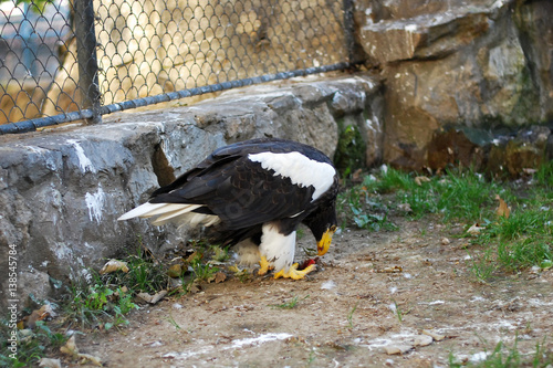 Eagle eating by the fence, bird of prey photo