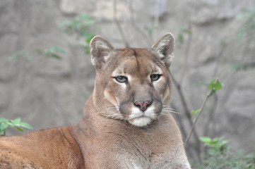 Crédence de cuisine Puma Portrait saisissant d'un cougar adulte  © Ivan