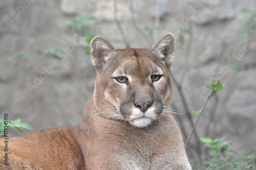 Puma, cougar portrait. Mountain lion close up.