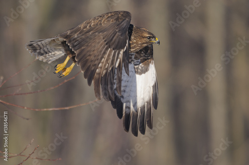 Buzzard Buteo buteo in flight, natural forest background