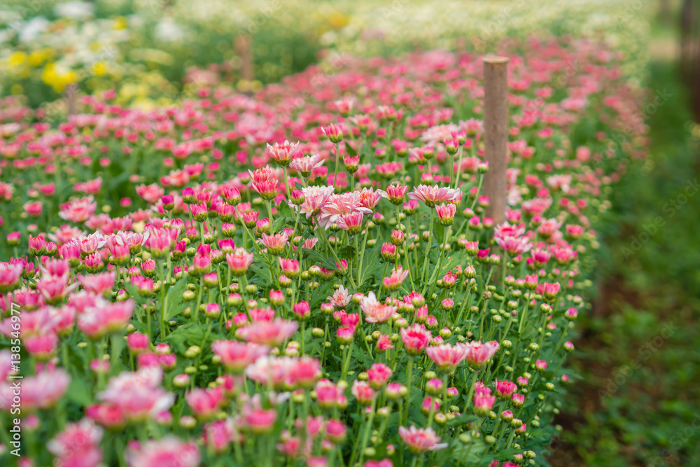 Obraz premium Chrysanthemum pink at farm
