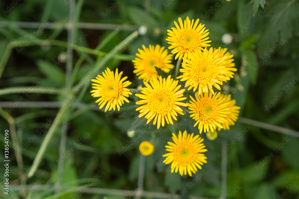 Chrysanthemum yellow at farm Chrysanthemum yellow at farm
