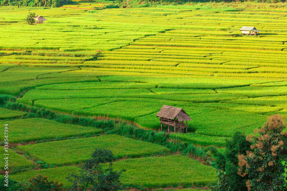 Rice field landscape with few small huts inside.