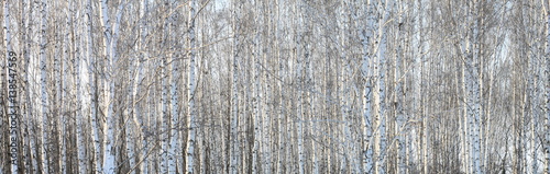 Beautiful landscape with white birches. Birch trees in bright sunshine. Birch grove in autumn. The trunks of birch trees with white bark. Birch trees trunks. Beautiful panorama. © yarbeer