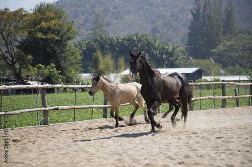 two horses playing in stable in the afternoon