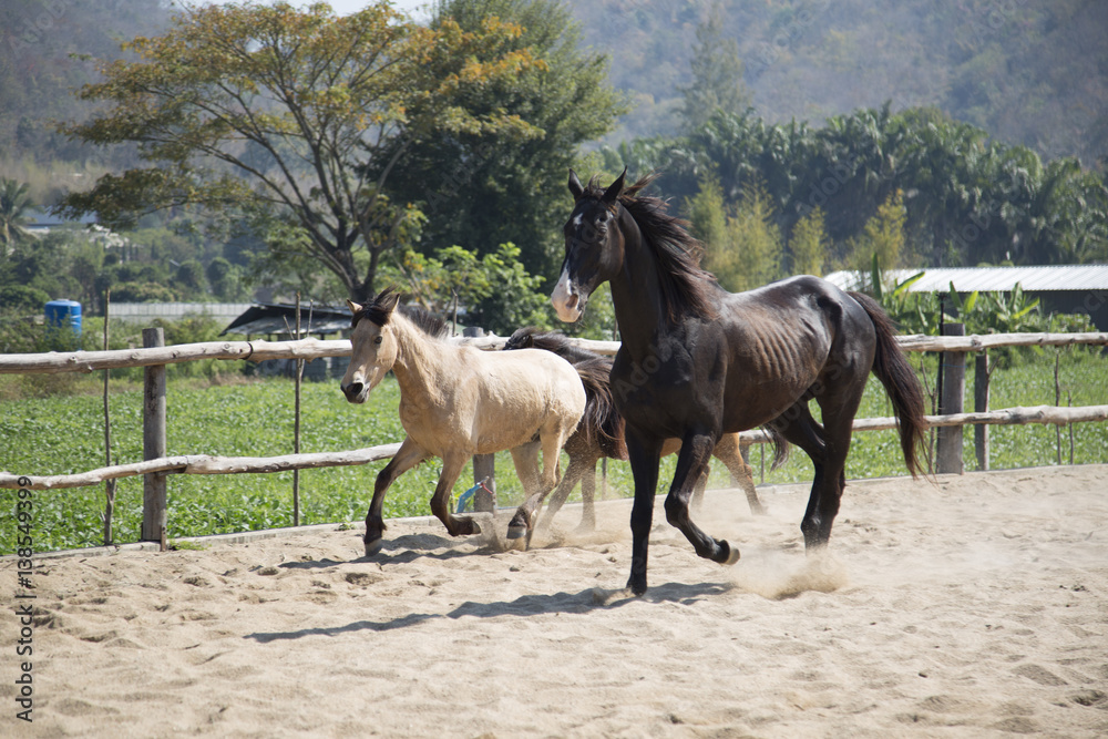 three horses playing in stable in the afternoon three horses playing in stable in the afternoon