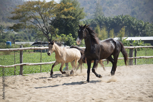 three horses playing in stable in the afternoon © wareelak