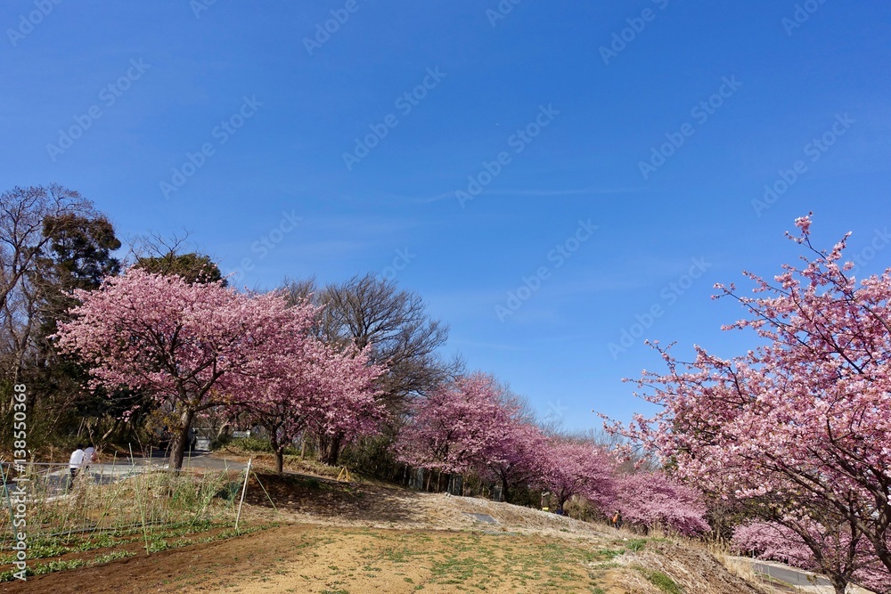 河津桜