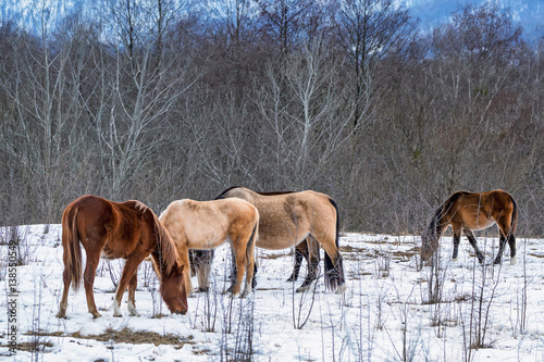 Herd of horses grazing in winter