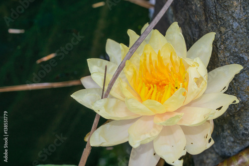 Obraz na płótnie White yellow water lily close up in a pond w salonie
