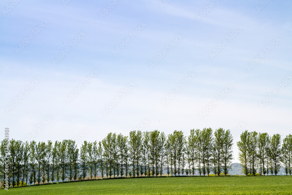 Tall Trees on the Horizon