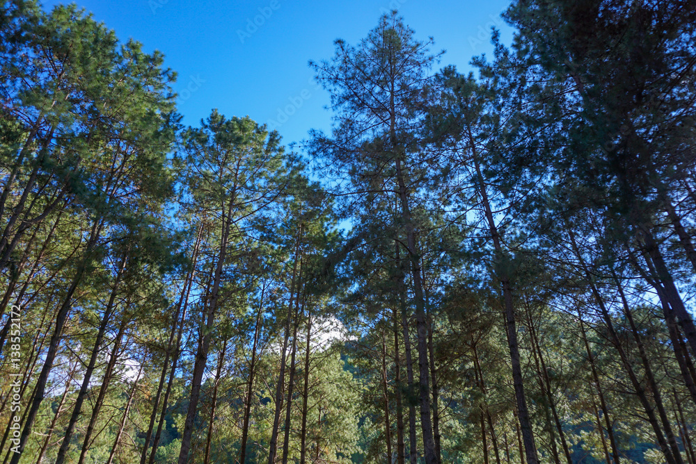 Pine forest with blue sky Pine forest with blue sky