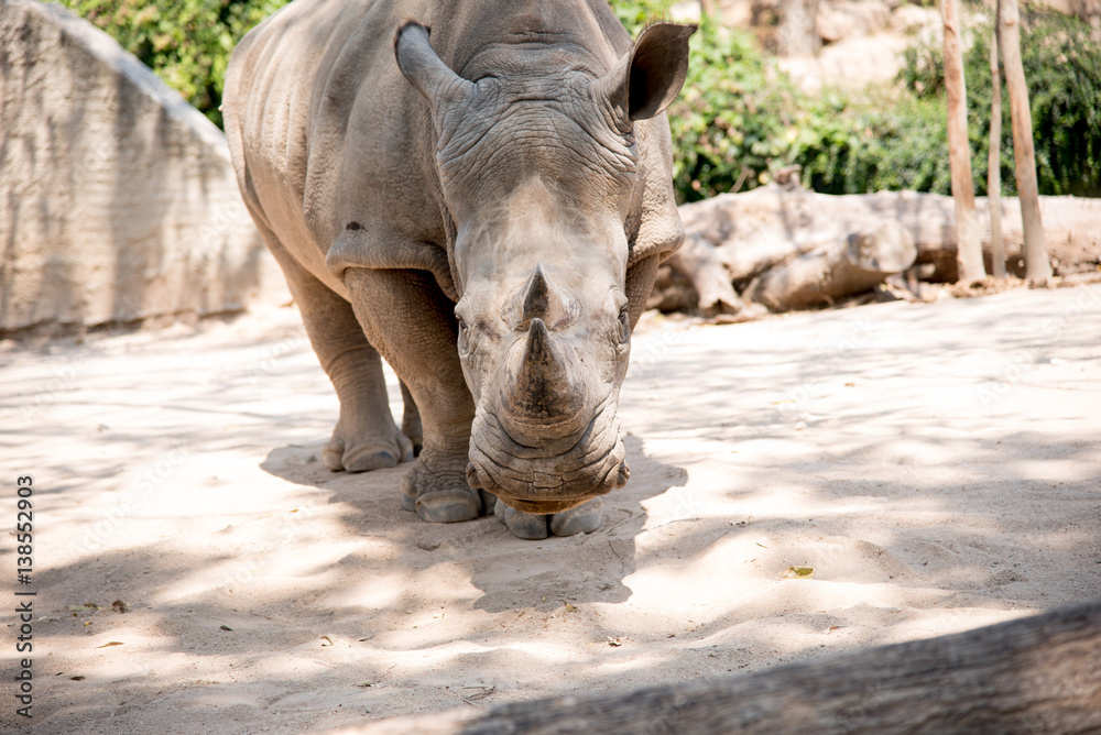 Obraz premium rhinoceros