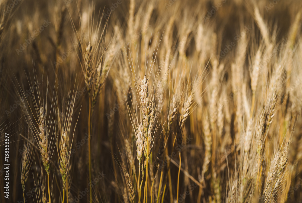 Obraz premium Sunny wheat field at sunset