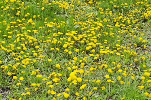 dandelion field background