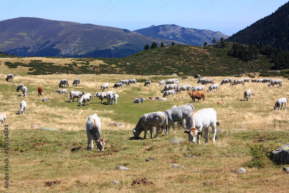 Troupeau de vaches dans les Pyrénées