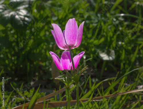 In the middle of nature Flower garden and colorful flowers