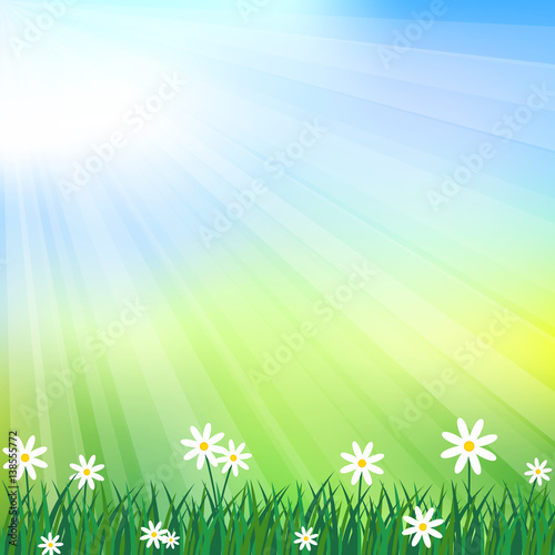 Spring background with white flowers and grass